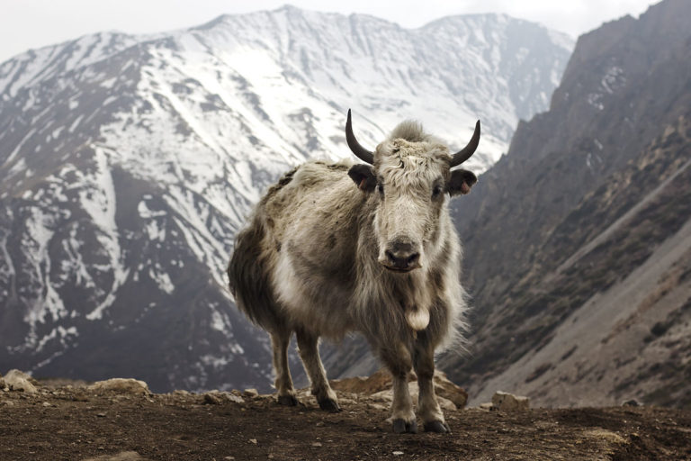 Yak (Chauri Gai ) -Notes Nepal