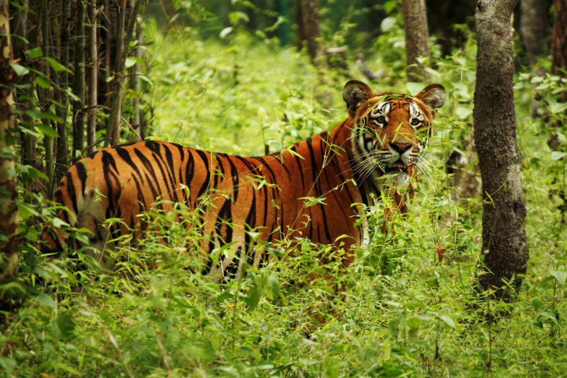 Bardiya NP : Places to visit in Nepal