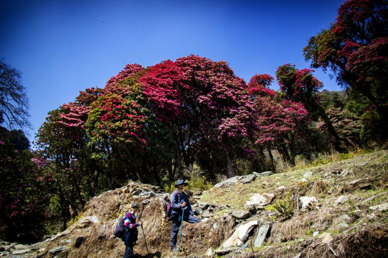 Rhododendron -Notes Nepal