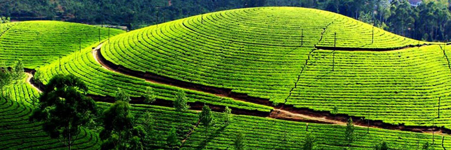 Illam : Places In Nepal