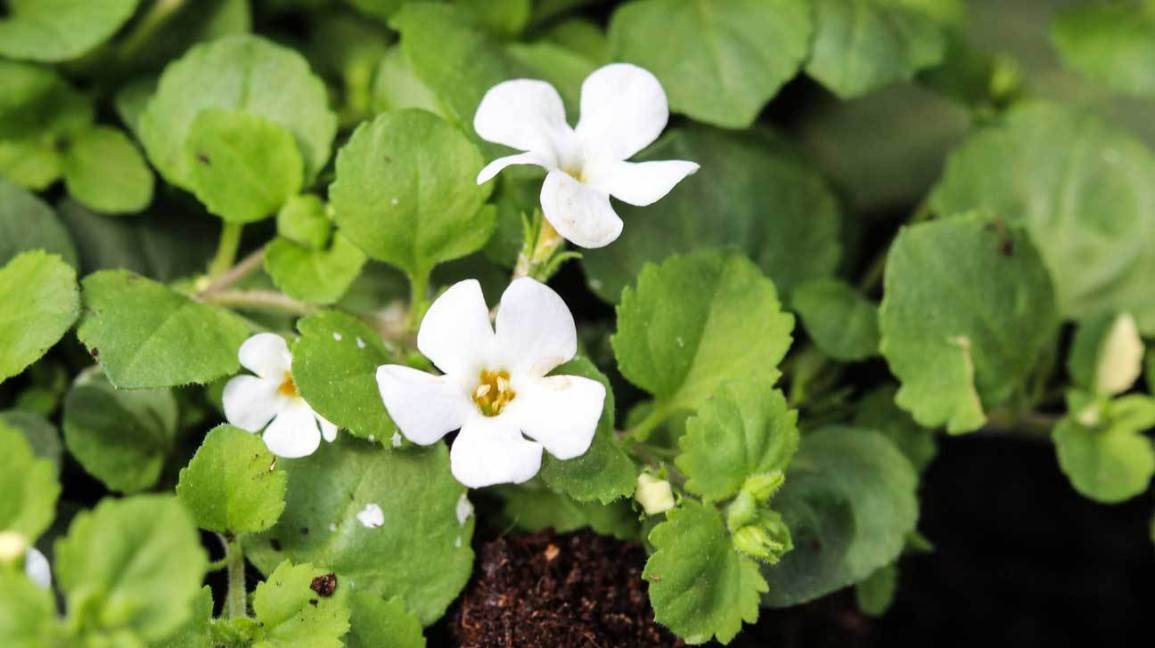 Brahmi: Ayurvedic Remedies