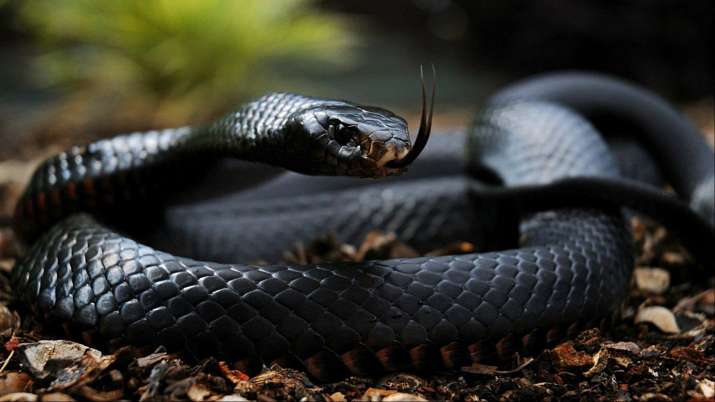 Dangerous & Venomous Snakes
