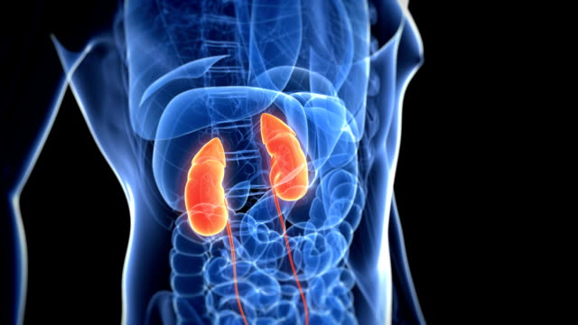 Kidney Disease