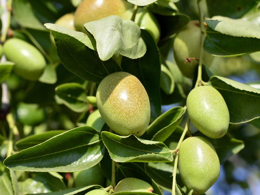 Hair Loss Prevention 