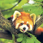 Red Panda