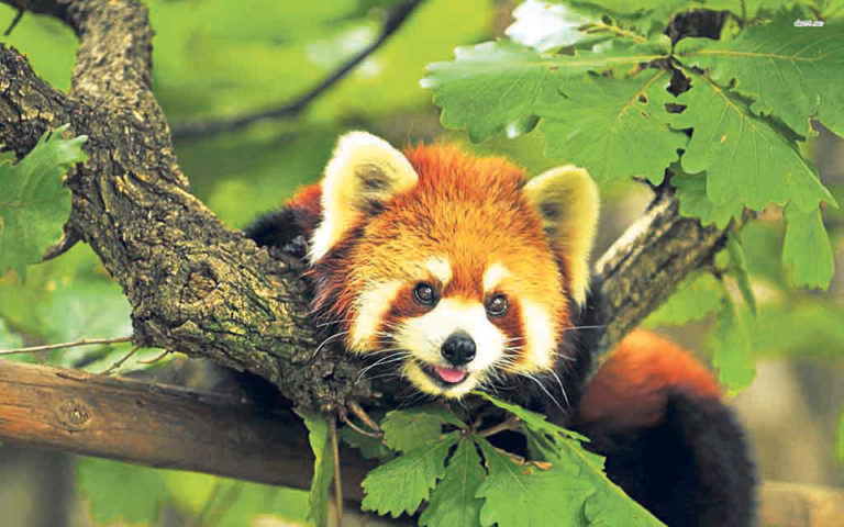 Red Panda