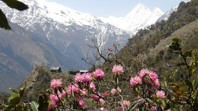 The scenery in langtang national park