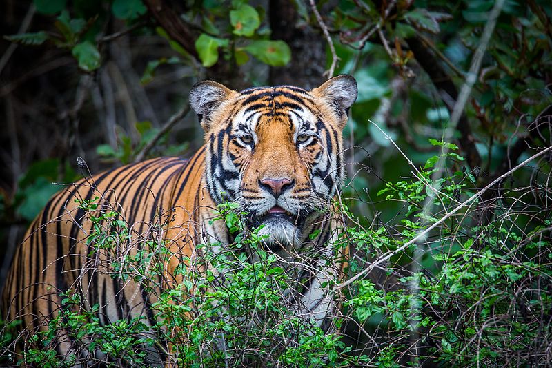 Bardiya Tiger 