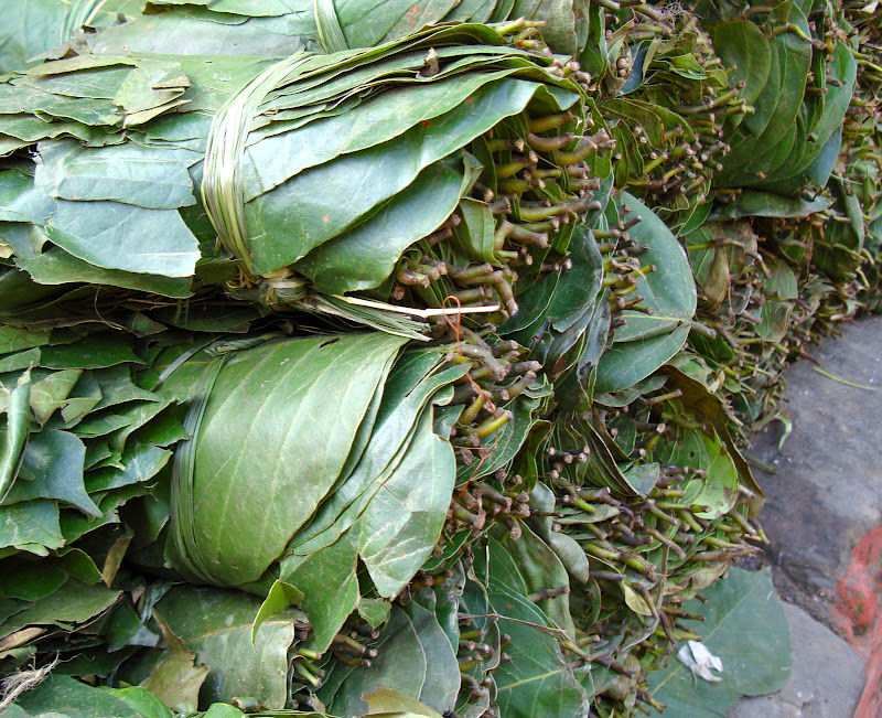 leaves in nepal