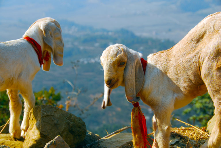Hiking in Nepal