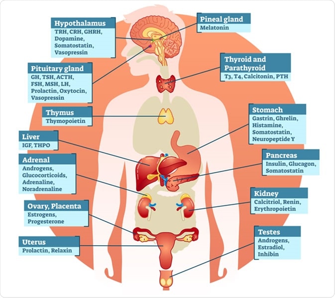 Balancing Hormones Level